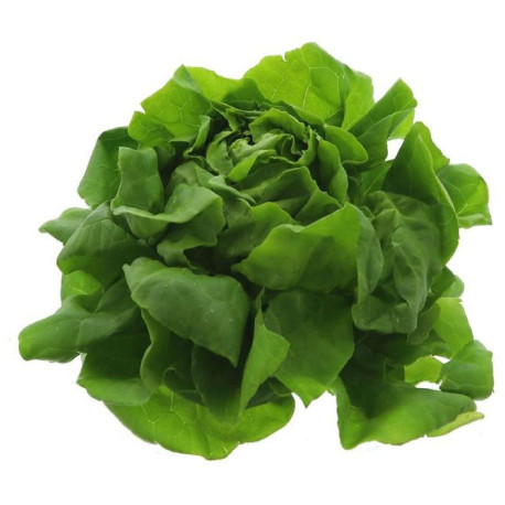 BIO SALADE LAITUE VERTE 12PCS